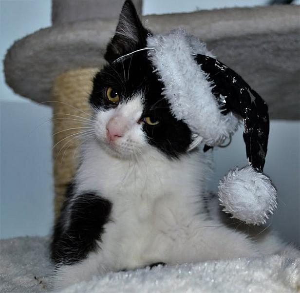 Kattenpraat
