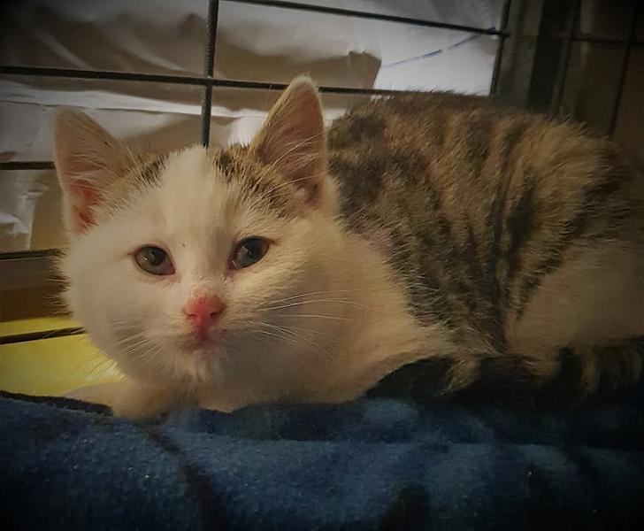 Kattenpraat