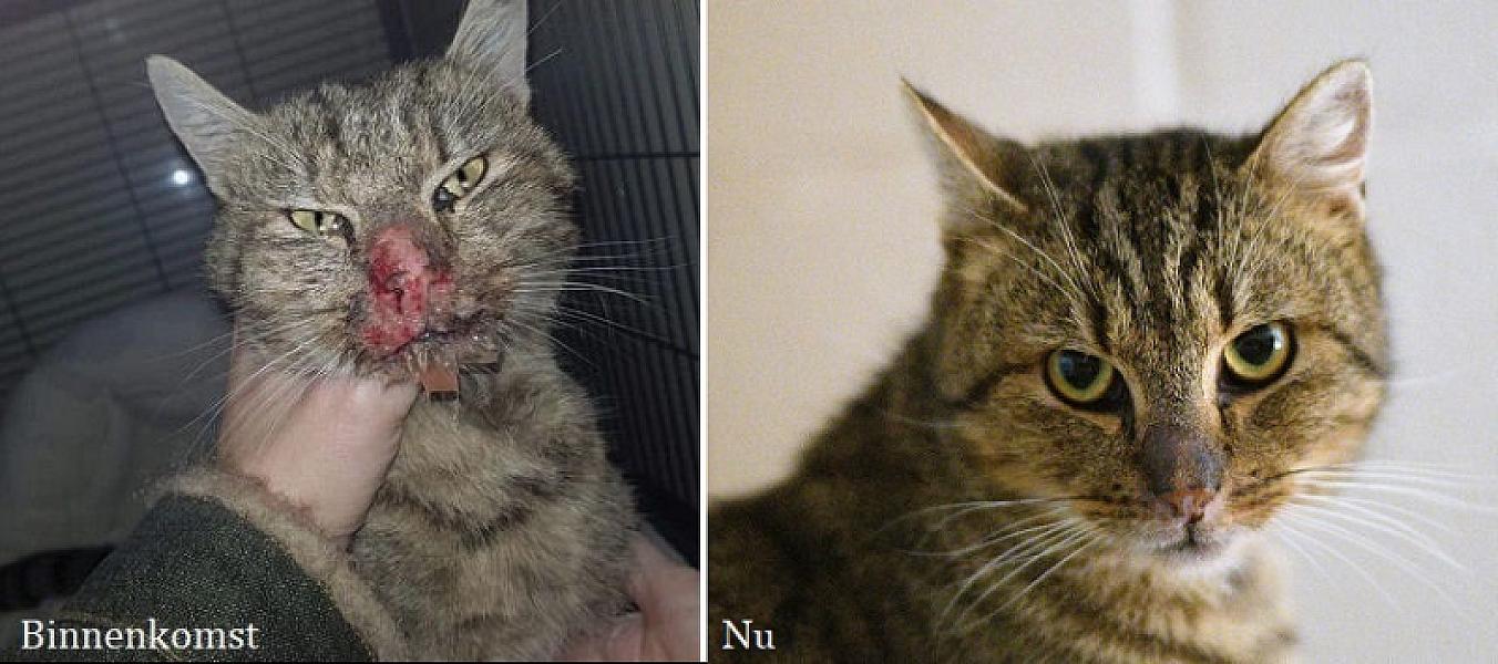 Kattenpraat