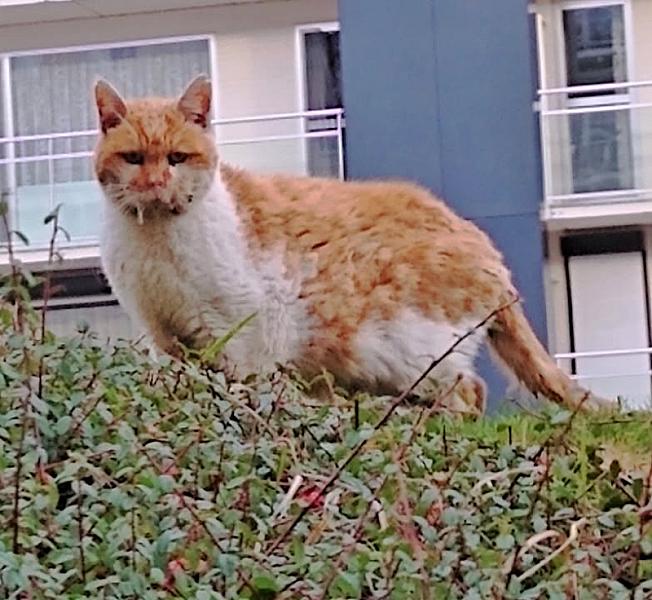 Kattenpraat