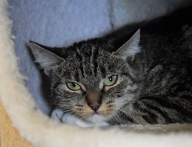 Kattenpraat