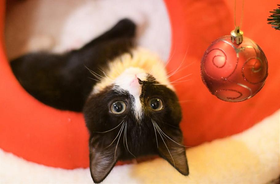 Kattenpraat
