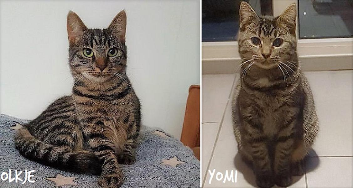 Kattenpraat