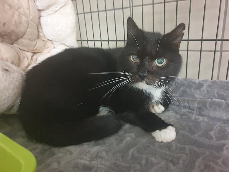 Kattenpraat