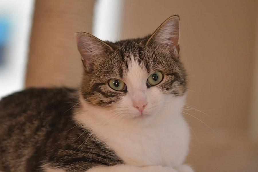 Kattenpraat