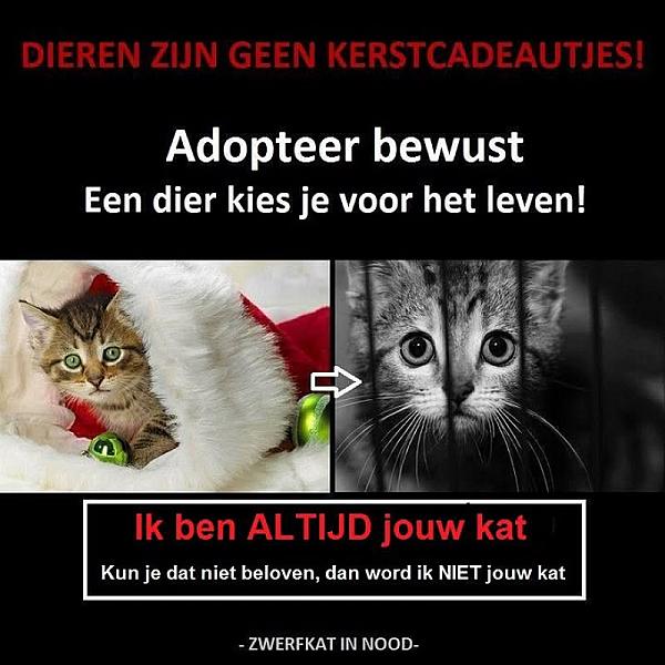 Kattenpraat