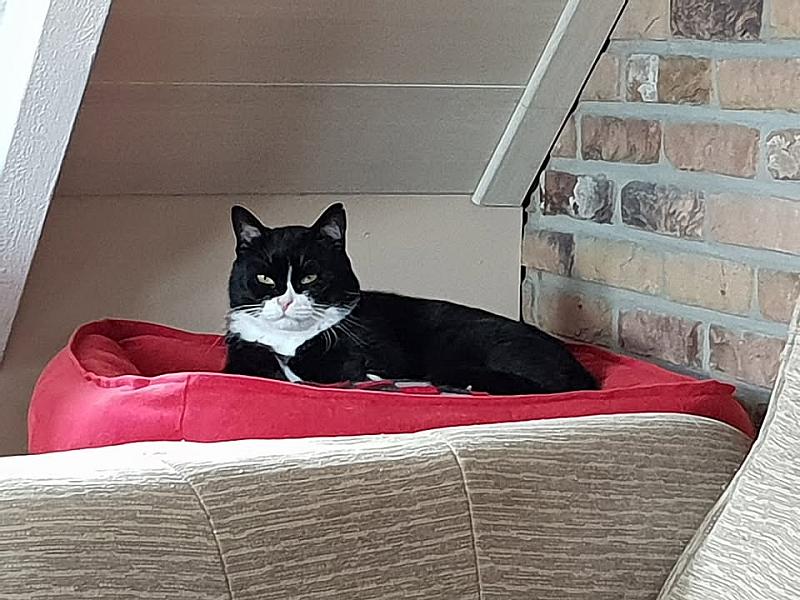 Kattenpraat