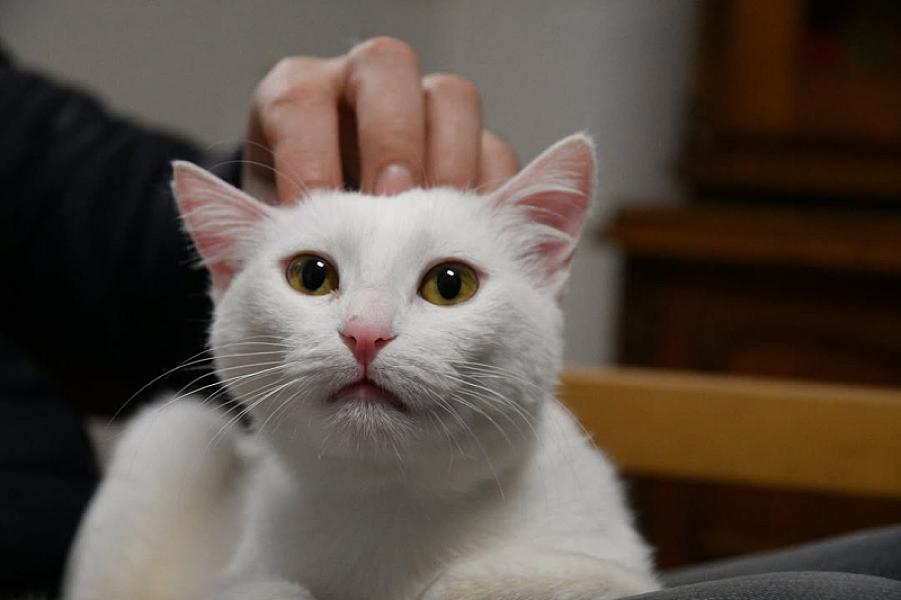 Kattenpraat