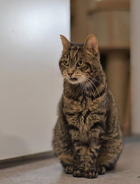 Kattenpraat