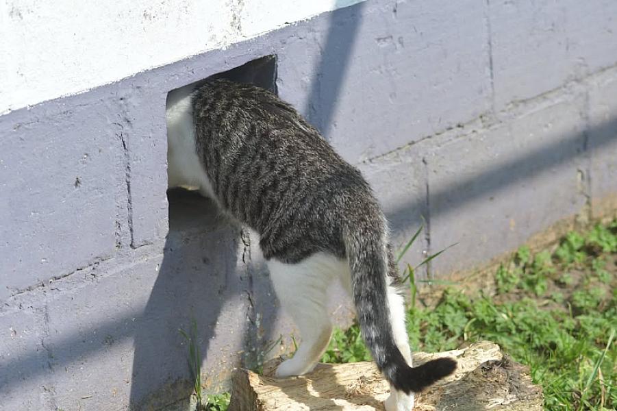 Kattenpraat