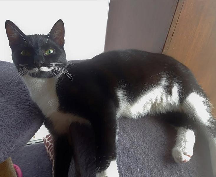 Kattenpraat