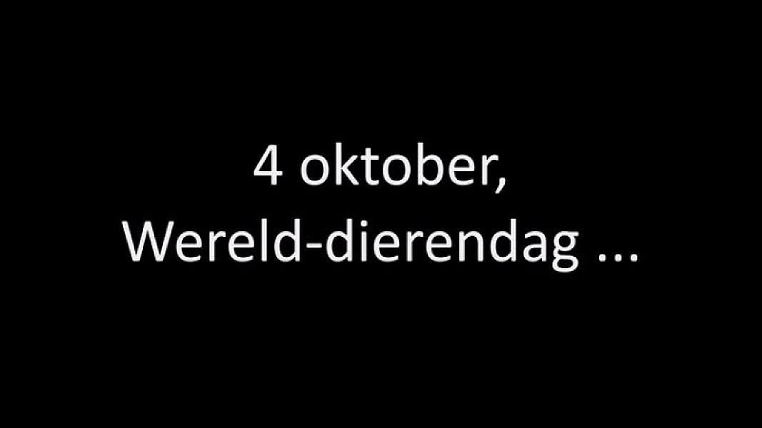 Kattenpraat