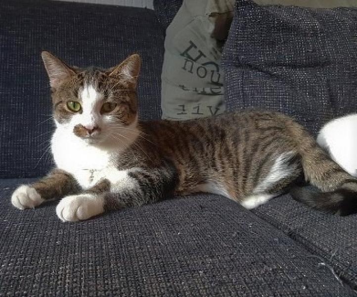 Kattenpraat