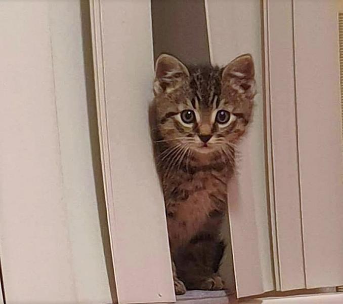Kattenpraat