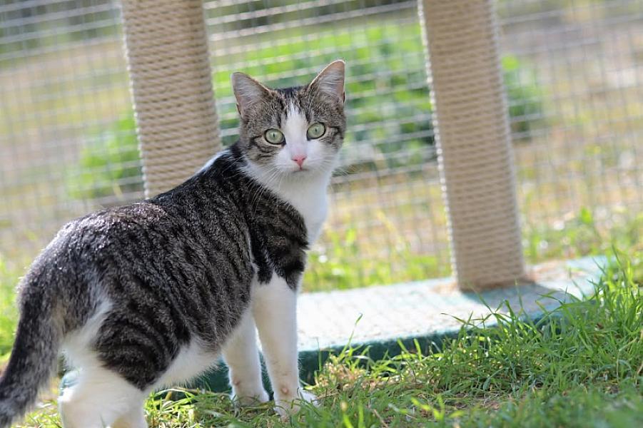 Kattenpraat