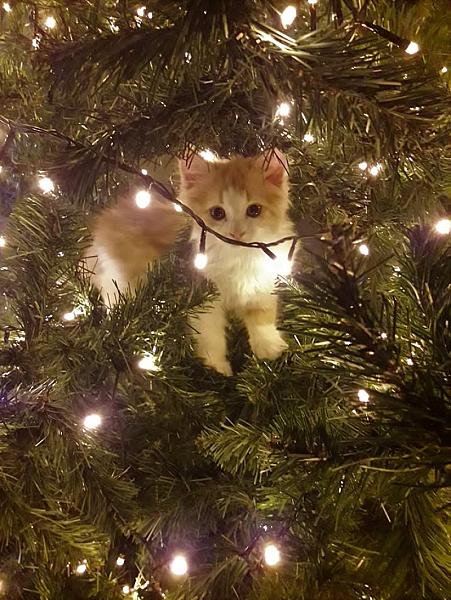 Kattenpraat