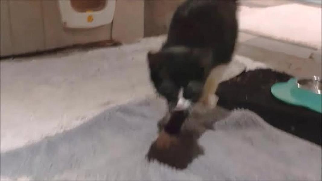 Kattenpraat