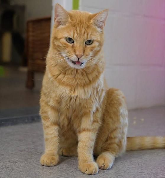 Kattenpraat