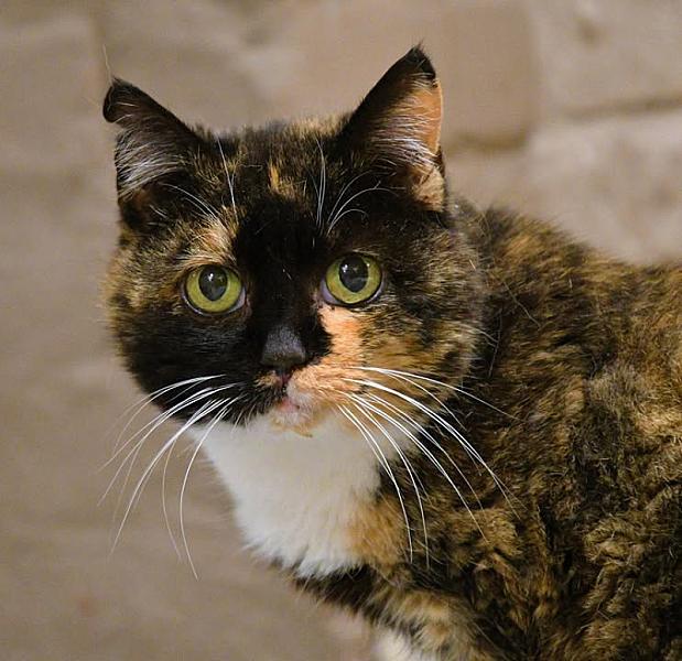 Kattenpraat