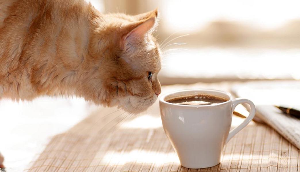 Kattenpraat