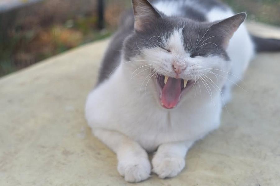 Kattenpraat