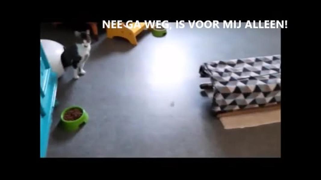 Kattenpraat