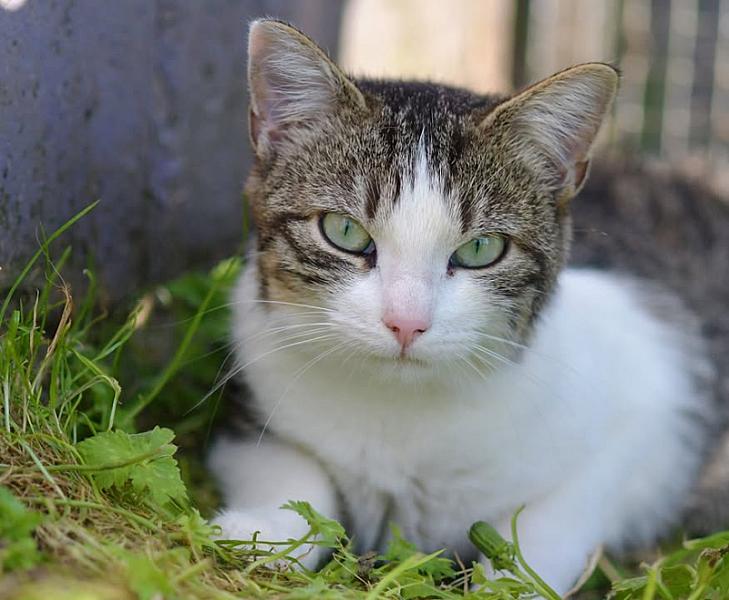 Kattenpraat