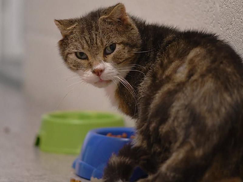Kattenpraat