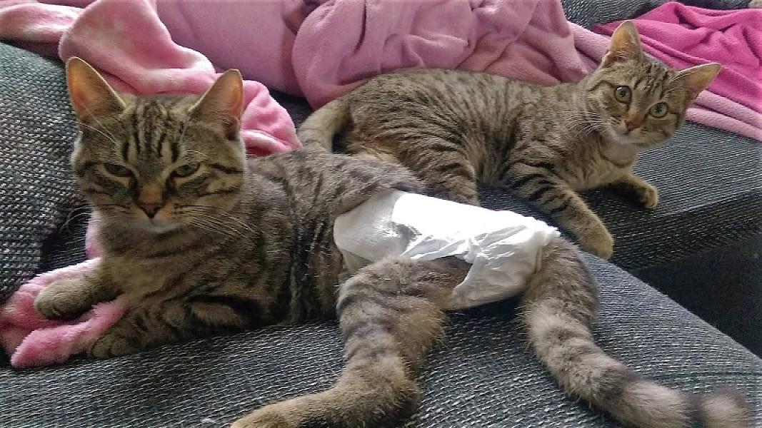 Kattenpraat