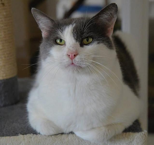 Kattenpraat