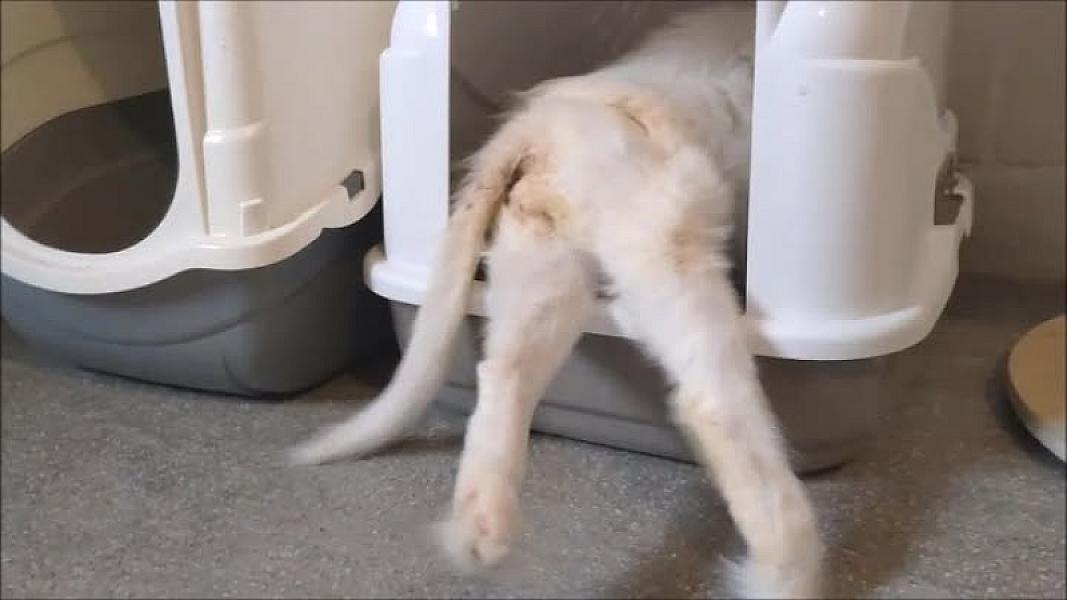 Kattenpraat