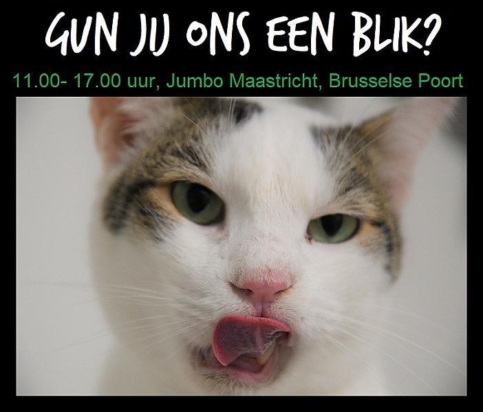 Kattenpraat