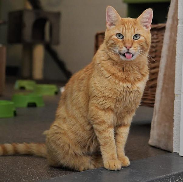 Kattenpraat