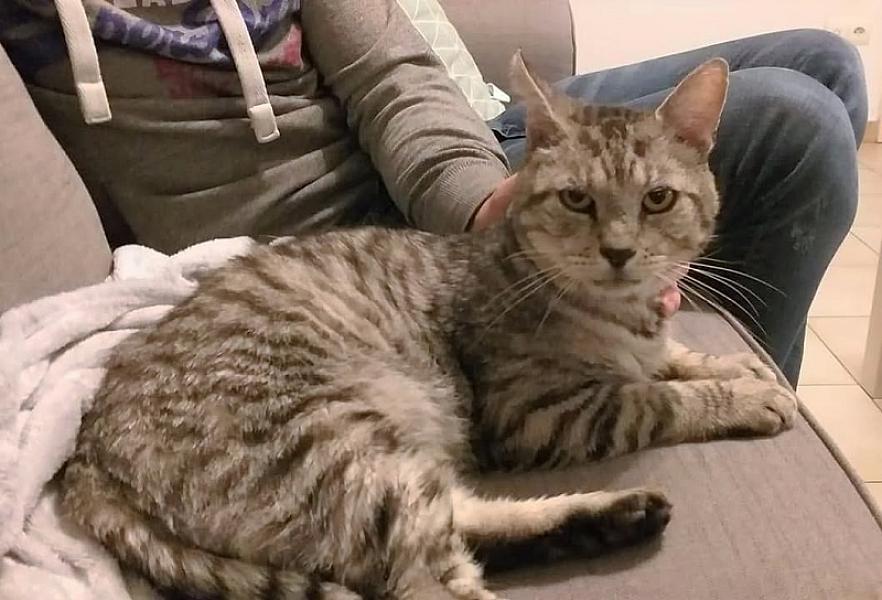 Kattenpraat