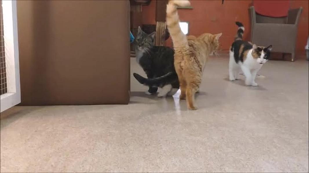 Kattenpraat