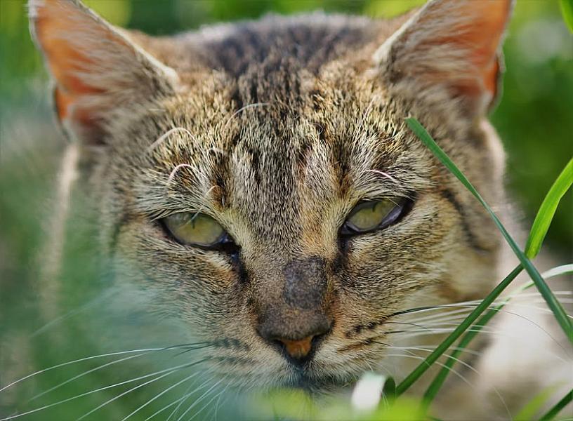 Kattenpraat