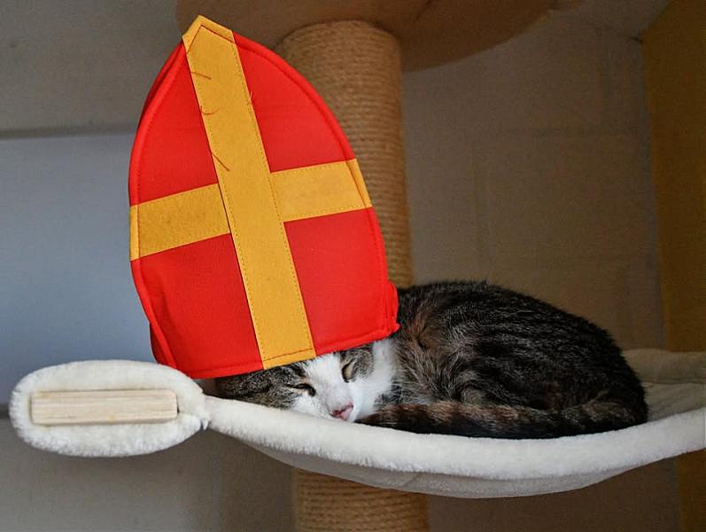 Kattenpraat