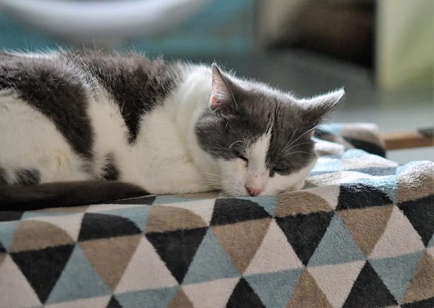 Kattenpraat