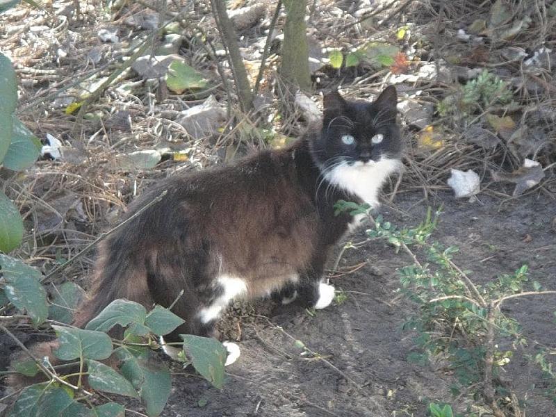 Kattenpraat