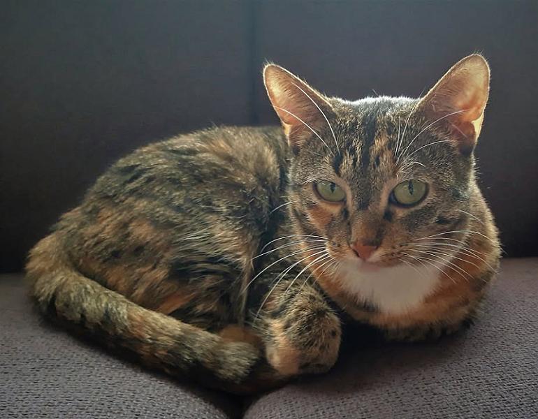 Kattenpraat