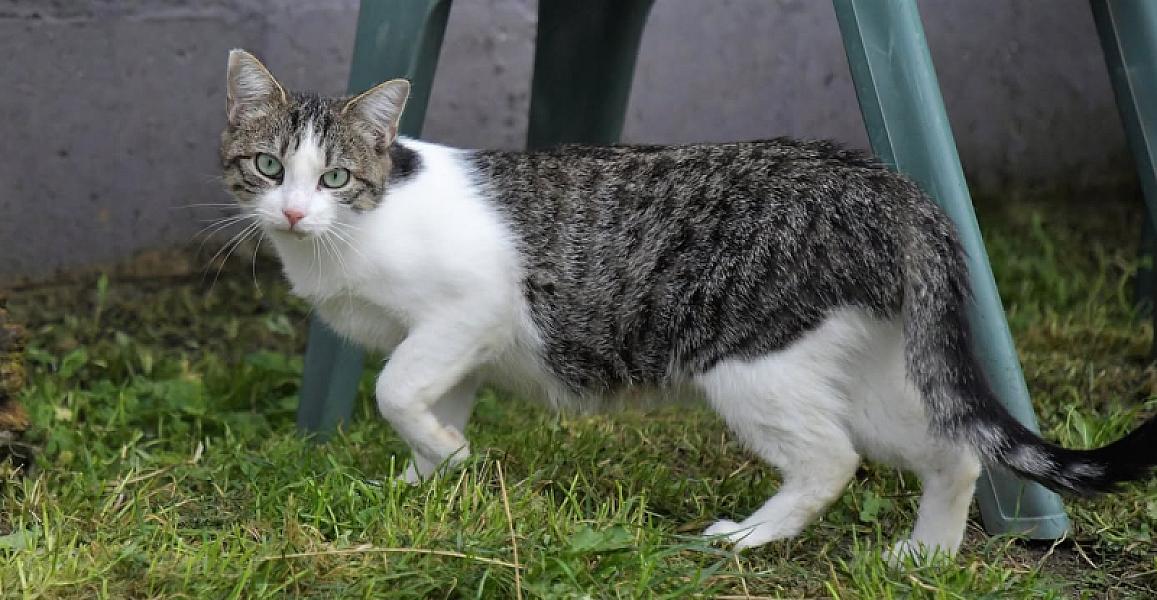 Kattenpraat