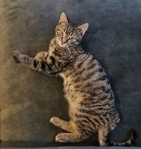 Kattenpraat