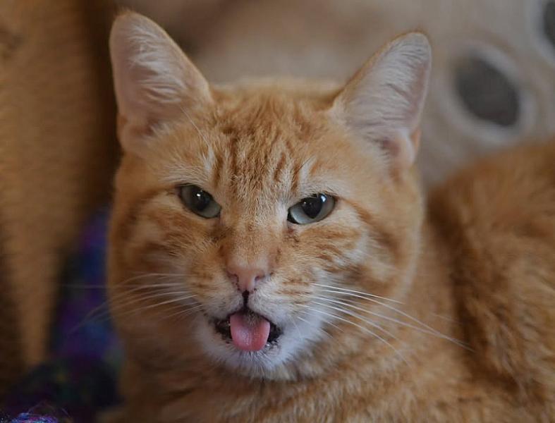 Kattenpraat
