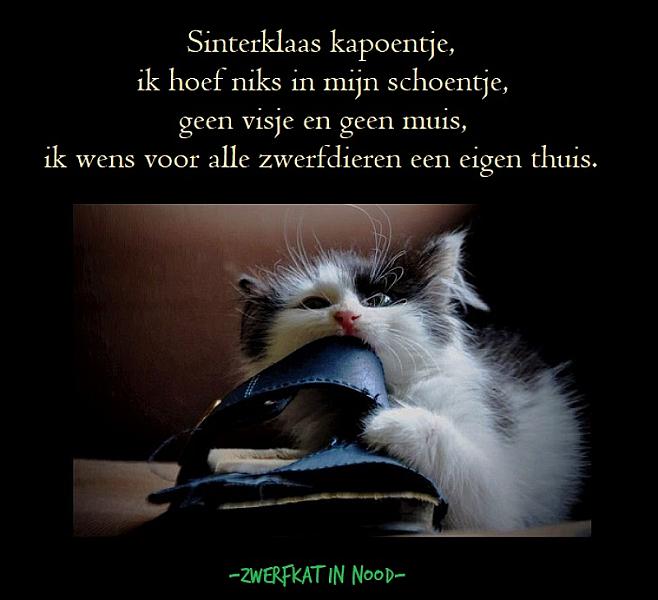 Kattenpraat