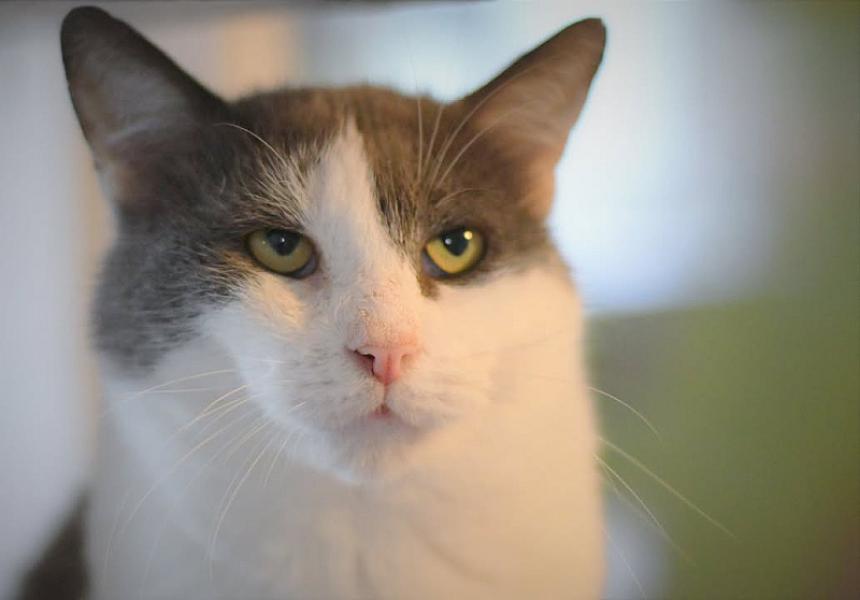 Kattenpraat