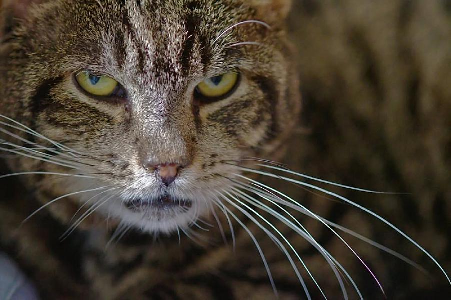 Kattenpraat