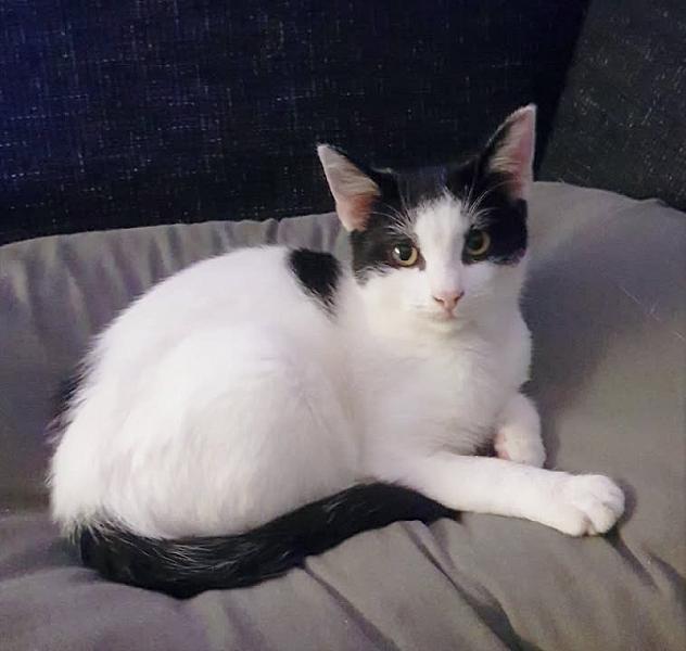 Kattenpraat