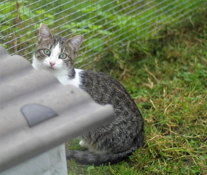 Kattenpraat