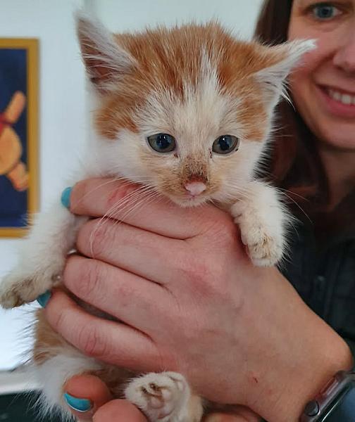 Kattenpraat