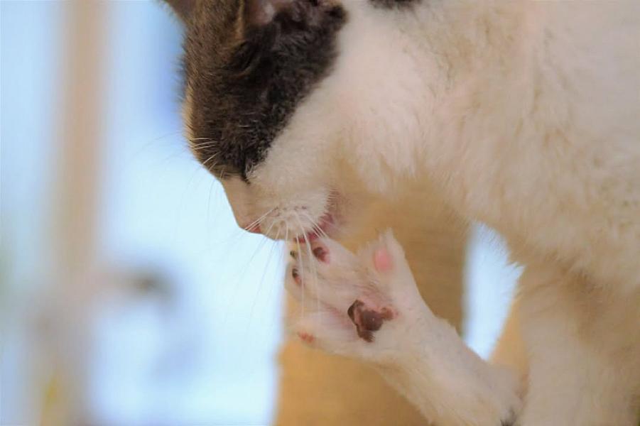 Kattenpraat